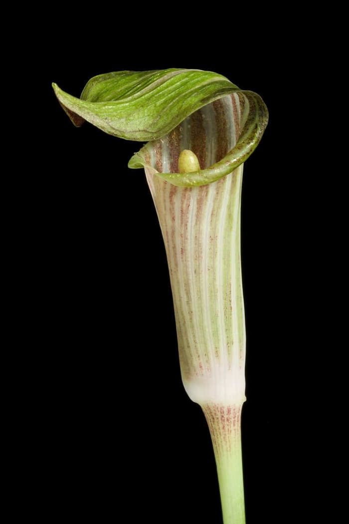 Arisaema amurense