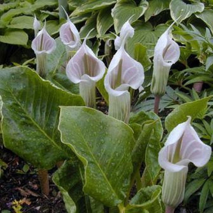 Аризема candidissimum