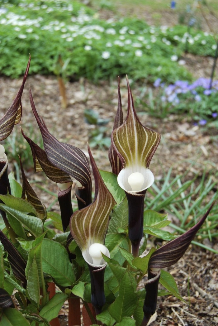 Аризема белоснежнейшая