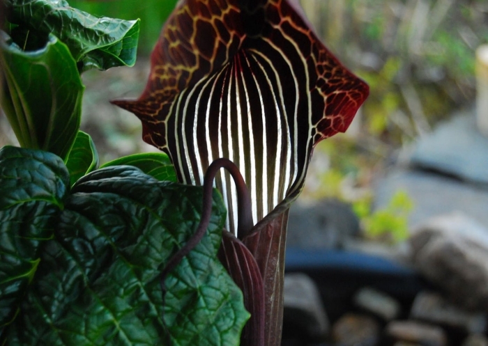 Аризема амурская