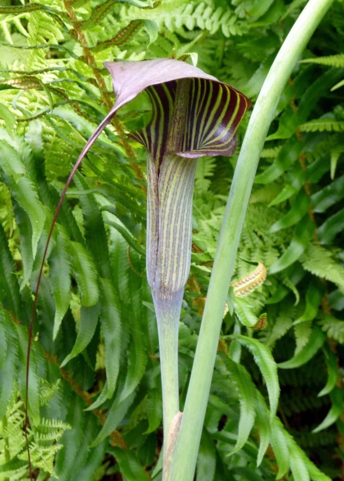 Аризема кобра