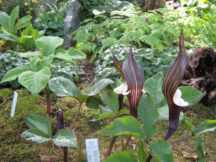 Аризема амурская