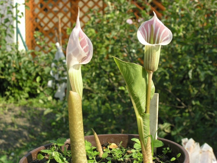 Аризема амурская цветок