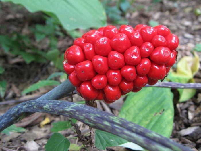 Arisaema dracontium