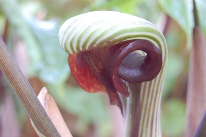 Arisaema ringens