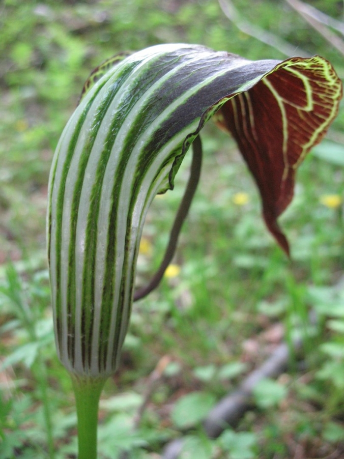 Аризема амурская ягоды