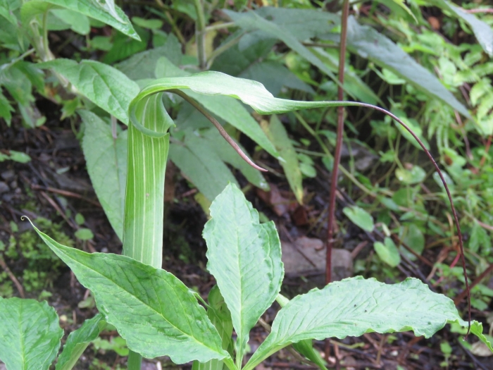 Аризема амурская