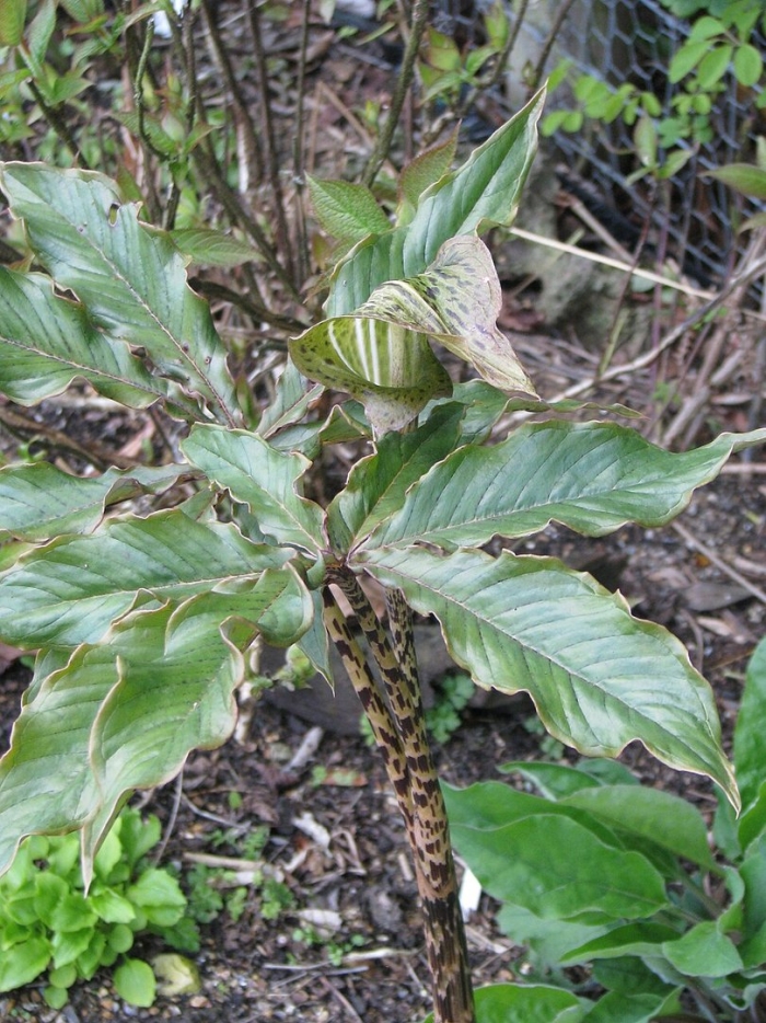 Arisaema nepenthoides