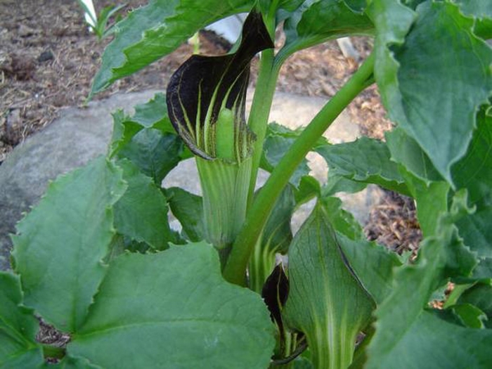 Аризема амурская (arisaema amurensis