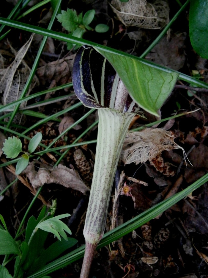 Аризема полезная