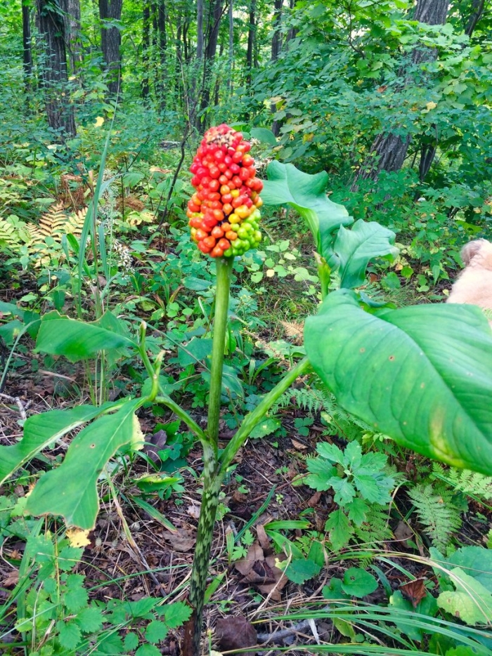 Аронник пятнистый