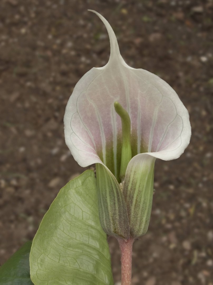 Zantedeschia aethiopica