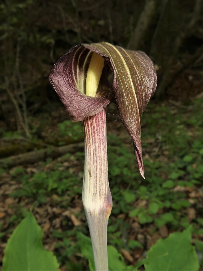 Arisaema speciosum