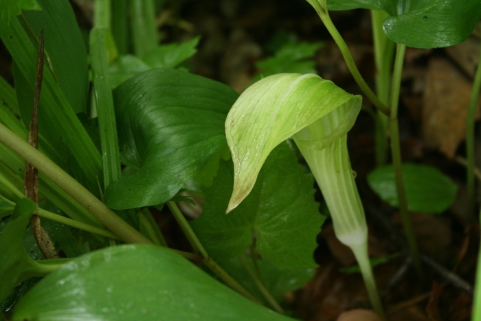 Аризема амурская