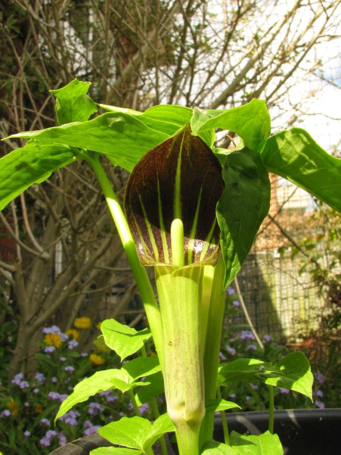 Аризема амурская