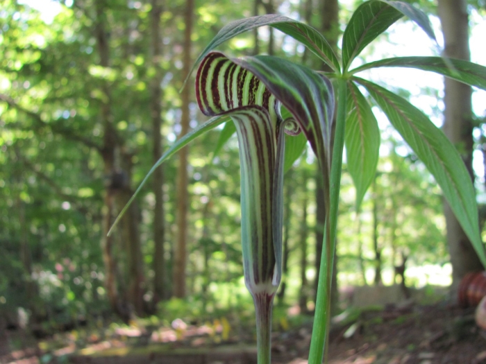 Аризема амурская