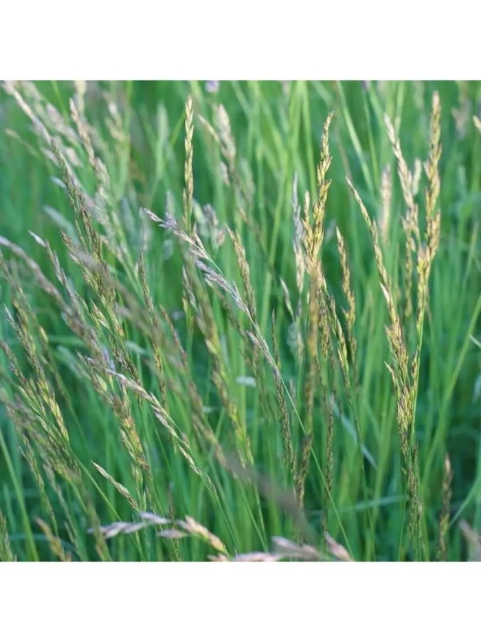 Райграс растение