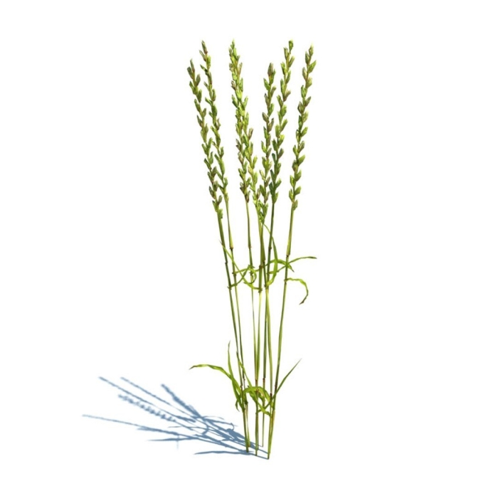 Пырей ползучий agropyron repens