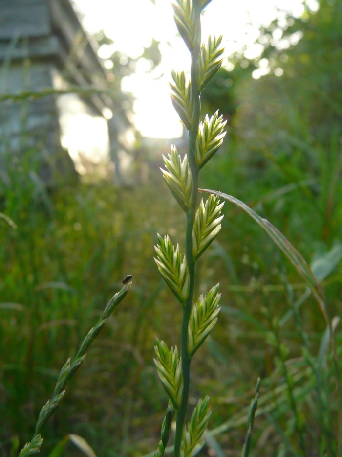 Райграс пастбищный (плевел) lolium perenne