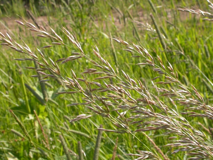 Овсяница луговая (festuca pratensis)