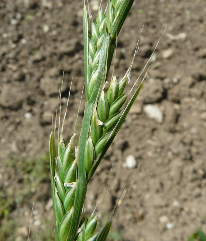 Плевелы и пшеница