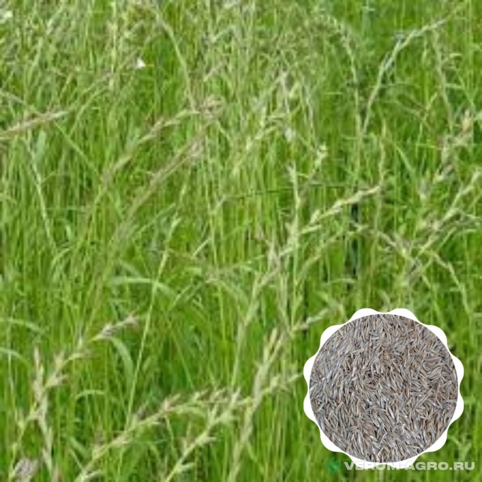 Райграс пастбищный многолетний
