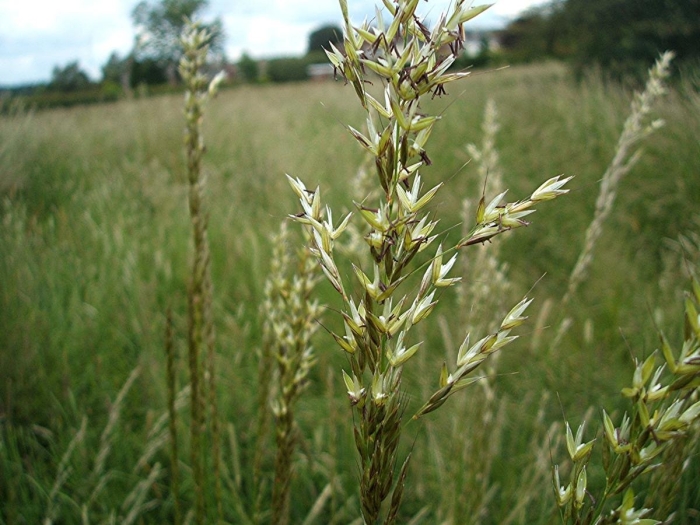 Райграс arrhenatherum