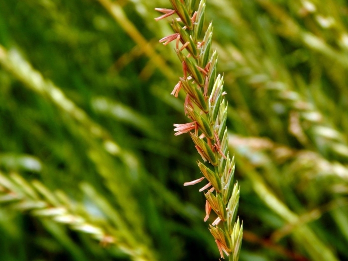 Плевел райграс