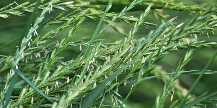 Пырей ползучий растение