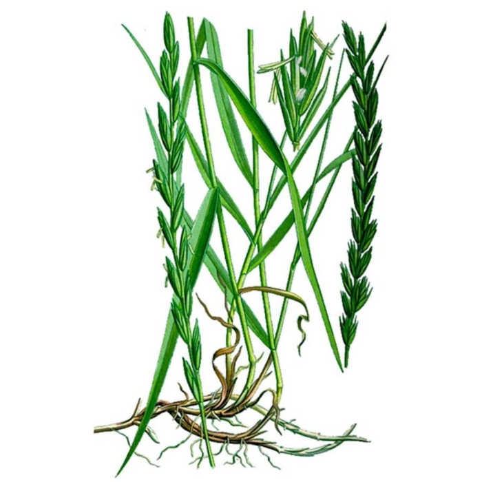 Пырей ползучий корень