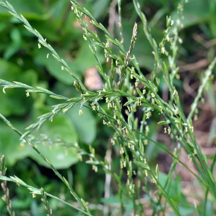 Мятлик луговой poa pratensis