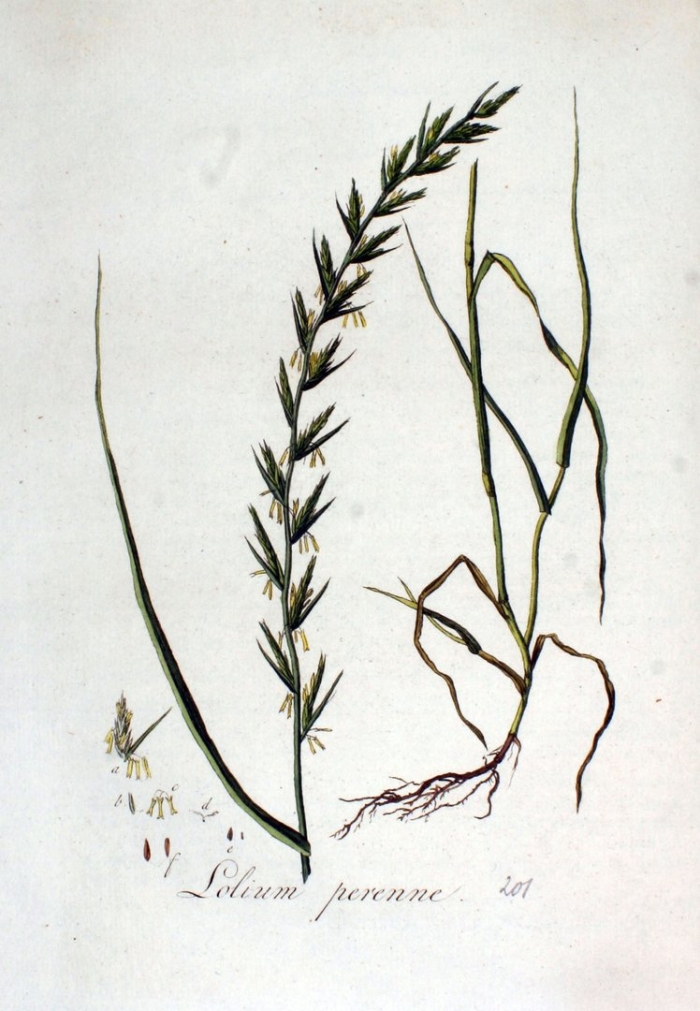 Райграс многоукосный