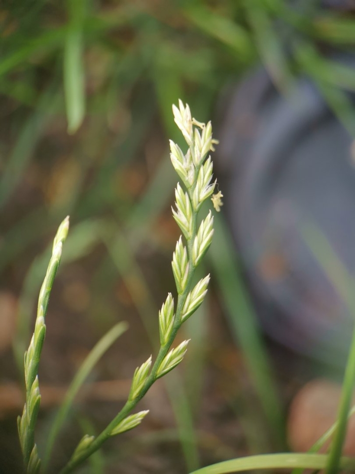 Lolium temulentum l.