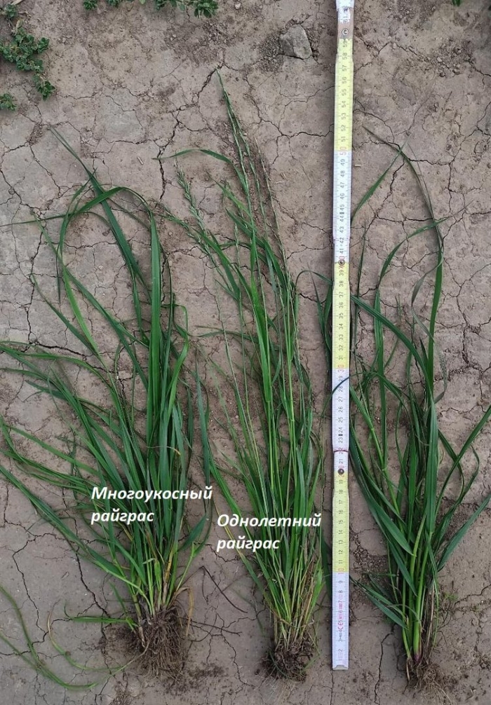 Райграс луковичный