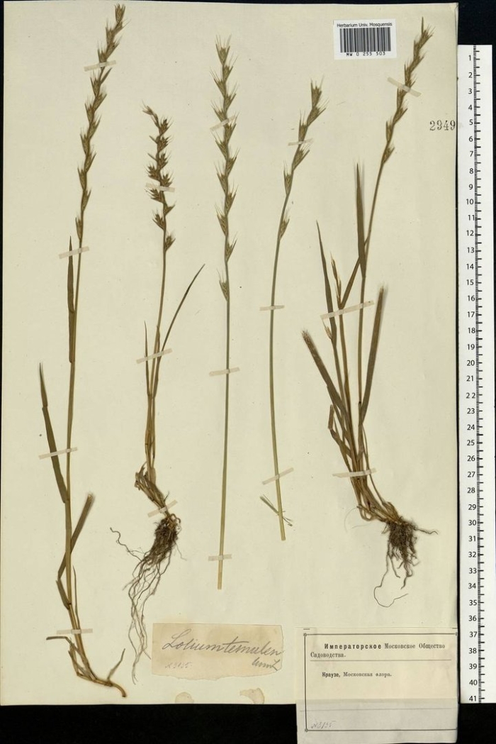 Пырей ползучий гербарий