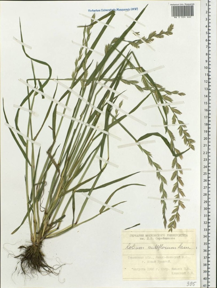 Пырей ползучий гербарий