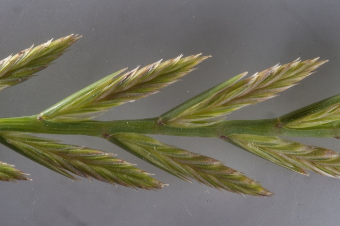 Lolium rigidum
