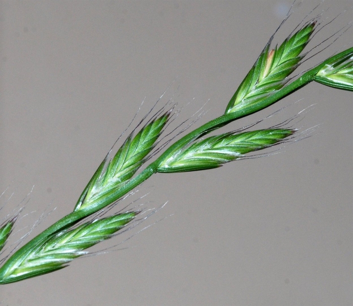 Однолетний райграс lolium multiflorum