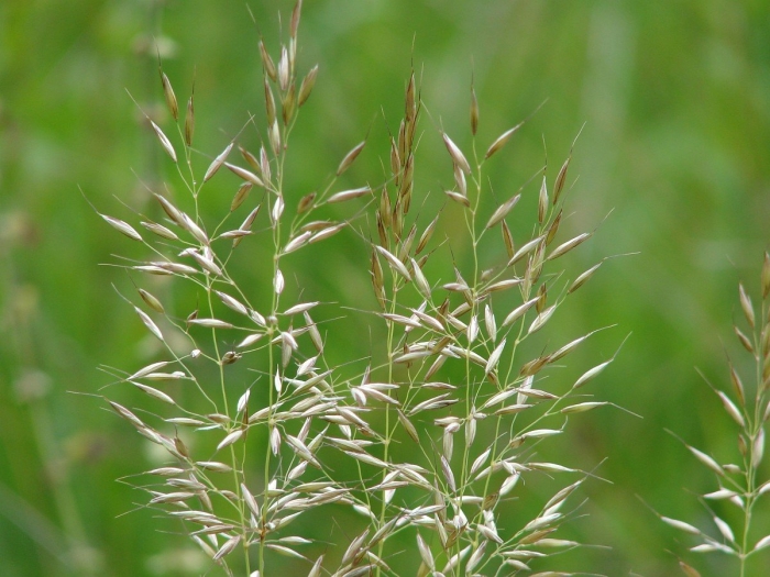 Кострец безостый