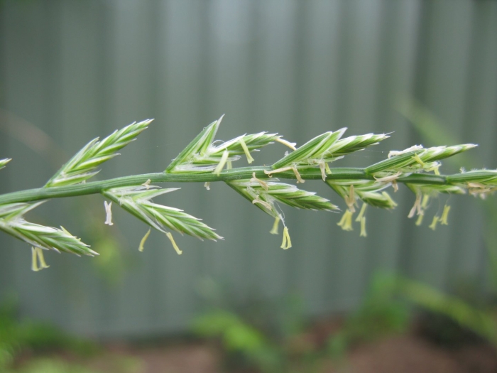 Райграс пастбищный (плевел) lolium perenne