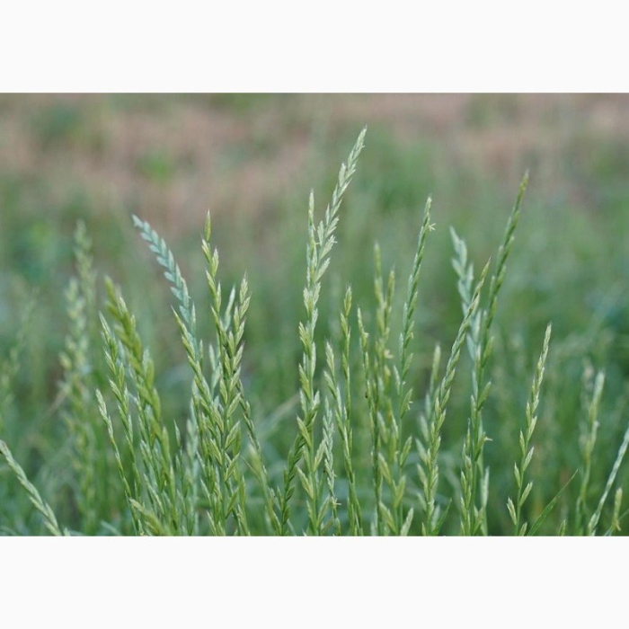 Плевел многолетний