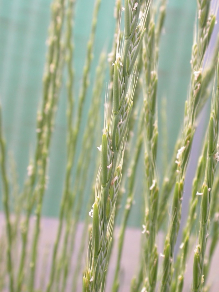 Пшенично-пырейный гибрид цицина