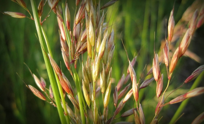 Кострец безостый (bromus inermis leyss