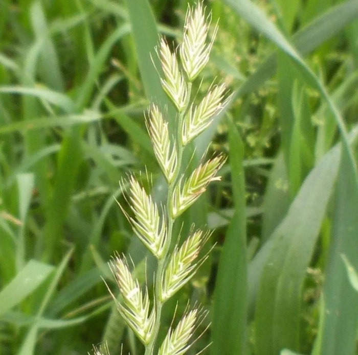 Райграс многоукосный