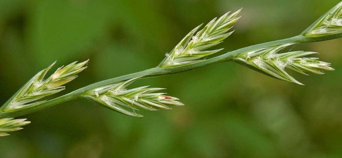 Райграс пастбищный