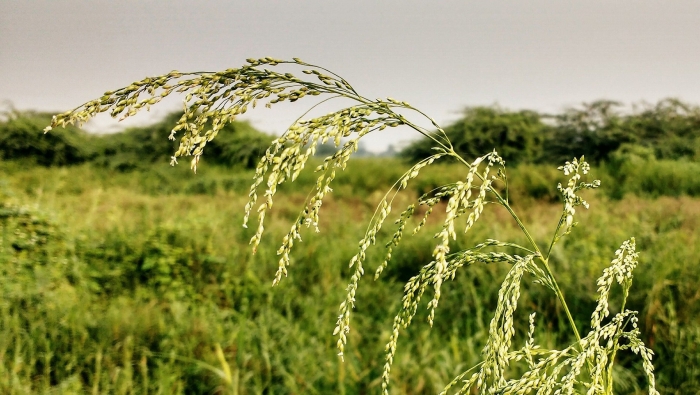 Просо (panicum miliaceum)