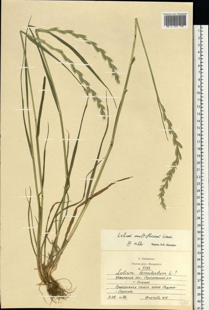 Festuca pratensis