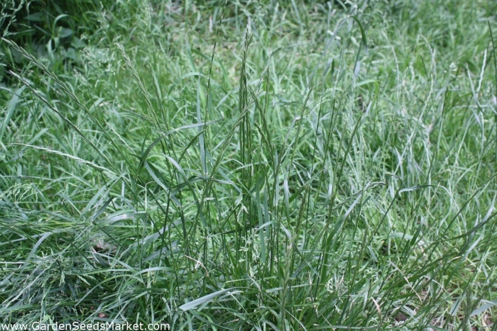 Плевел райграс