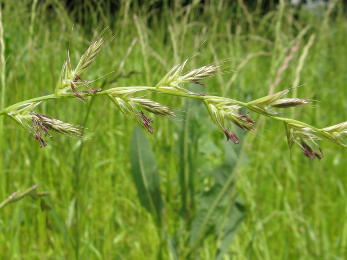 Плевел райграс