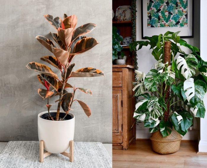 Фикус эластика белиз